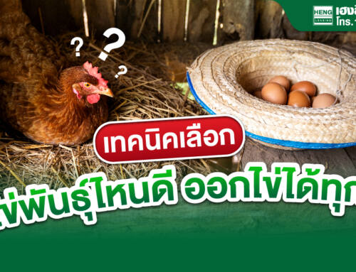 เทคนิคเลือก ไก่ไข่พันธุ์ไหนดี ออกไข่ทุกวัน เก็บผลผลิตได้ทันขาย 